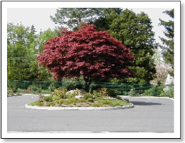 Red Leaved Tree on a Small Park Island