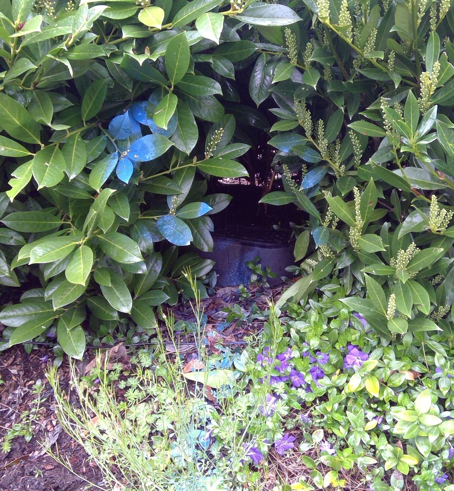 Meter box covered by bushes